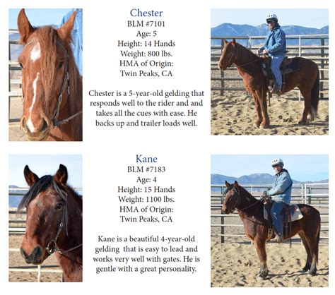 trained mustang adoption Archives - Horse and Man