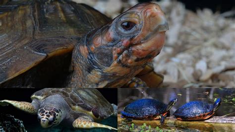 How To Identify Turtles? [Different Turtle Species Identification Guide ...