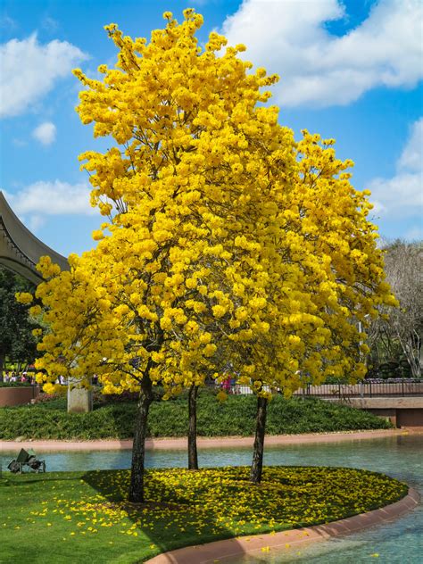 24 Yellow Flowering Trees in Spring - ProGardenTips