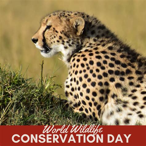 World Wildlife Conservation Day