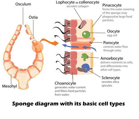 Two Types Of Cells That Make Up Sponges | Saubhaya Makeup