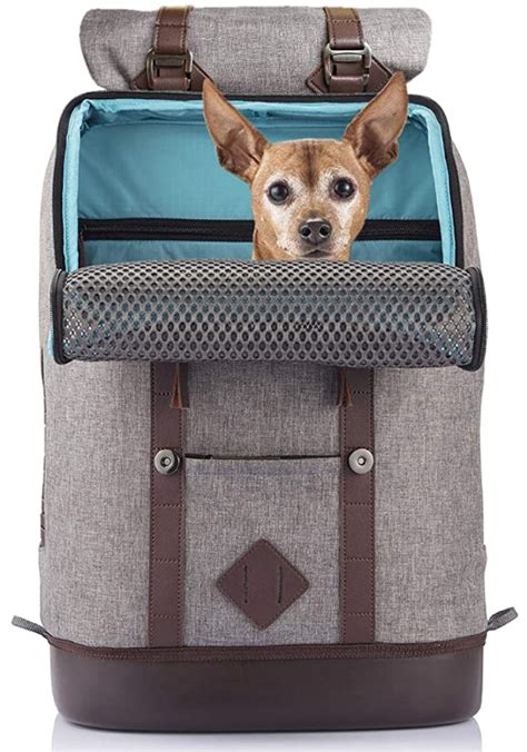 9 Best Canine Backpack Carriers | IUCN Water