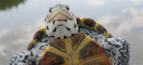 Bill to Reclassify Terrapins as Non-game Species