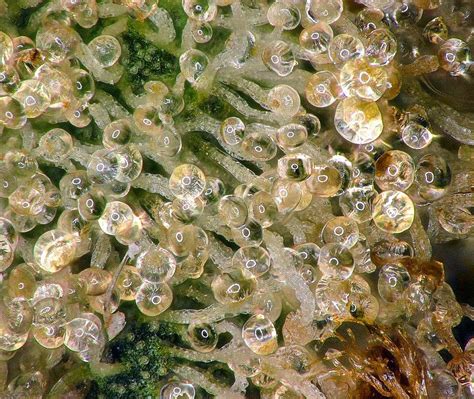 Trichomes under the microscope [OC] : r/trees