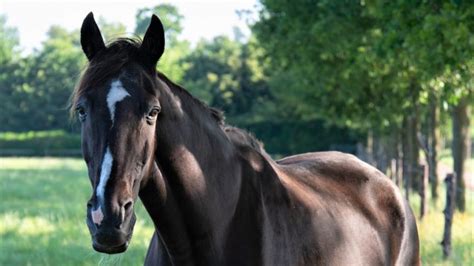 7 Medieval War Horse Breeds & Their History - Horsey Hooves