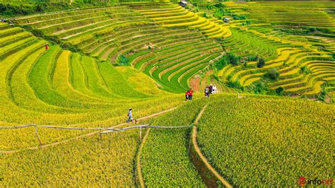 Breathtakingly beautiful Mu Cang Chai terraced fields in ripe rice season