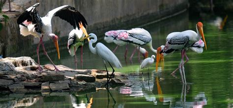 World Migratory Bird Day: 12 Of The Most Beautiful Migratory Birds That ...