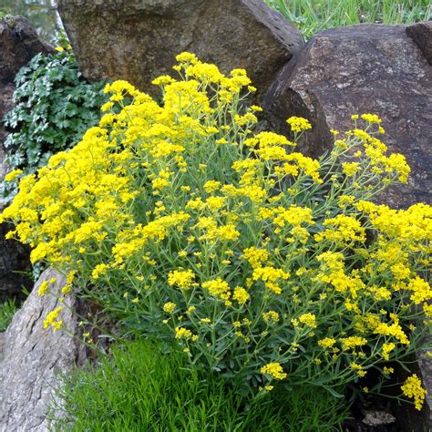 Aurinia saxatilis (Alyssum saxatile)