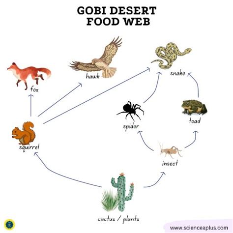 Desert Animals And Plants Food Chain