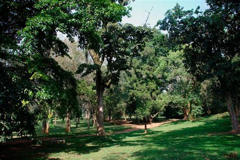 Entebbe Botanical Gardens | An Eco-Forest at the Banks of Lake Victoria