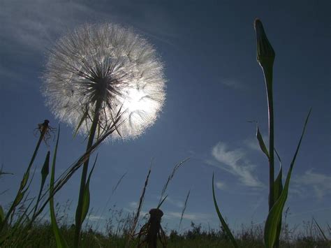 Goat's Beard Seed Head Photograph by Philip Rispin - Pixels