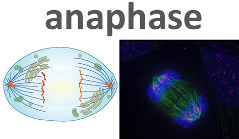 The Steps of Mitosis | Biology for Majors I