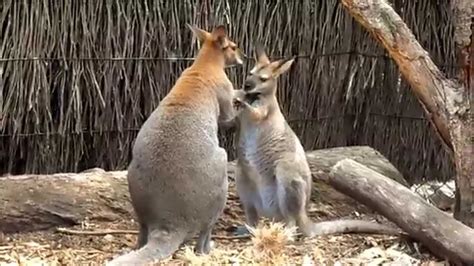 Kangaroos In Love - Taronga Zoo Sydney Australia - YouTube