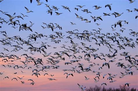 Snow Goose Flock In Flight New Mexico Photograph by Malcolm Schuyl ...