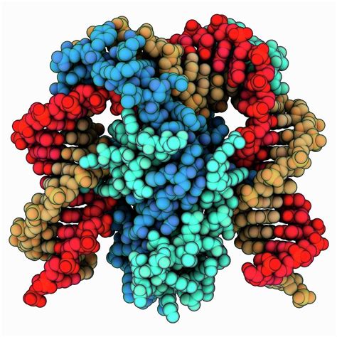 Dna-bending Protein Hbb Complex Photograph by Laguna Design/science ...