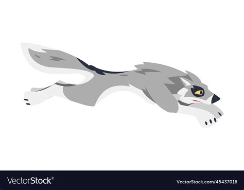 Running gray wolf as wild hunting animal Vector Image