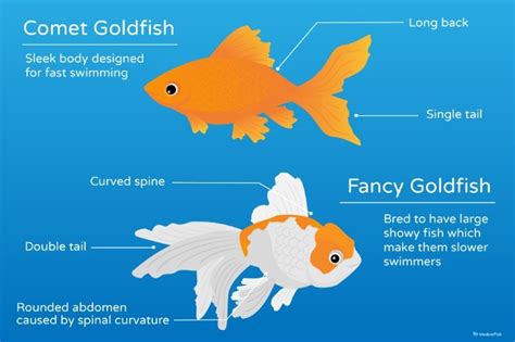 Comet Goldfish: Care Guide & Tank Set Up For Beginners