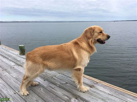 EUROPEAN GOLDEN RETRIEVER - Stud Dog in Maryland, the United States | Breed Your Dog