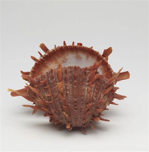 (Spondylus princes) Pacific Thorny Oyster | The Walters Art Museum