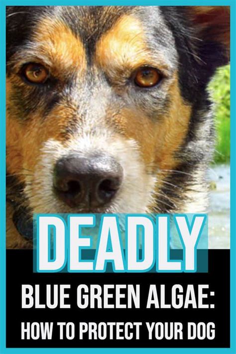 Blue Green Algae Toxic to Dogs: What You Need to Know!