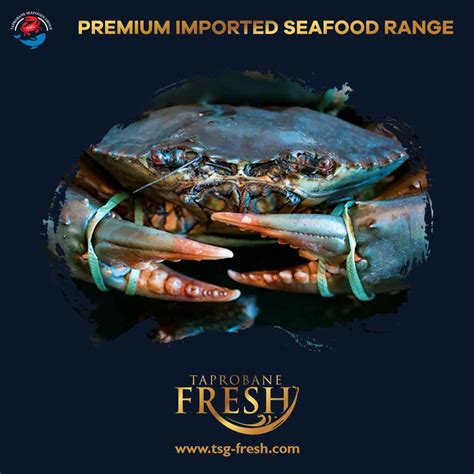 LIVE MUD CRAB – Taprobane Fresh – Colombo Online