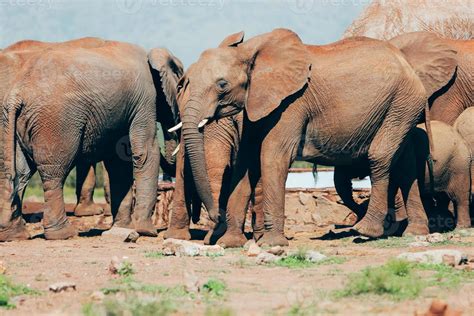 Elephants, South Africa 14517443 Stock Photo at Vecteezy