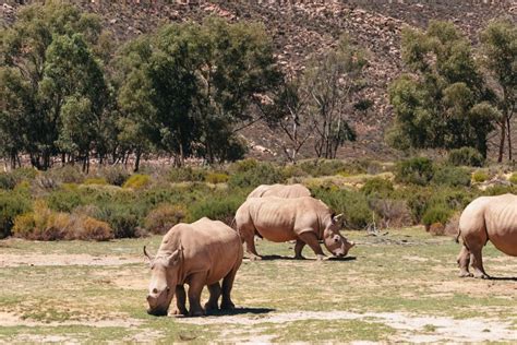 Safari Cape Town | 6 Best Safaris Near Cape Town - Mother City Manual