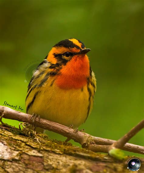 Blackburnian Warbler | Blackburnian Warbler_THW_050510_596Z7… | Stewart Ho | Flickr