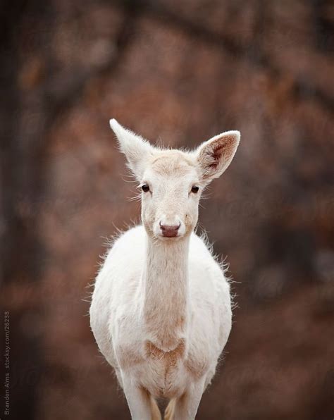 Albino Deer Closeup In The Woods by Brandon Alms | Albino deer, Rare albino animals, Albino animals