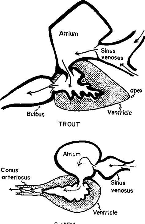 Fish Heart Diagram