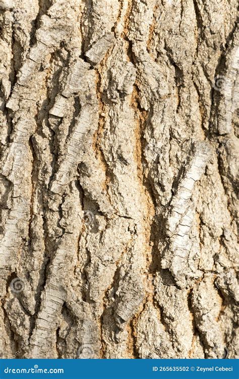 Bark Texture of a Box Elder Tree (Acer Negundo) Stock Photo - Image of ...