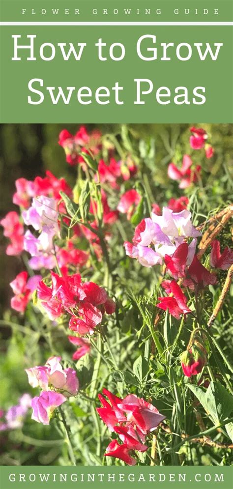 How to Grow Sweet Peas: 5 Tips for Growing Sweet Peas | Growing In The Garden | Sweet pea, Sweet ...