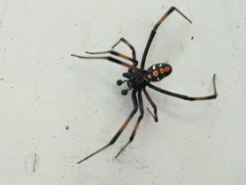 Latrodectus variolus (Northern Black Widow) - Spider Identification ...