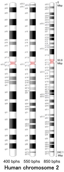 Chromosome 2 - Wikipedia