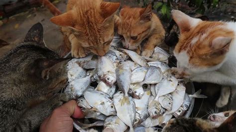 Cats eating raw fish - Kittens eating fish | Feeding Cats - YouTube