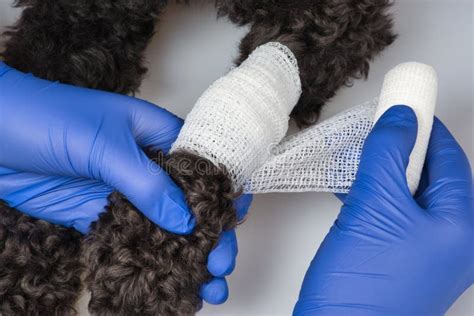 The Vet Bandages The Wound On The Dogs Paw. Treatment Dogs Have The Vet Stock Photo - Image of ...