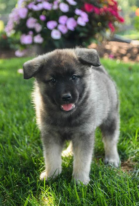 Norwegian Elkhound Puppies for Sale | Buckeye Puppies