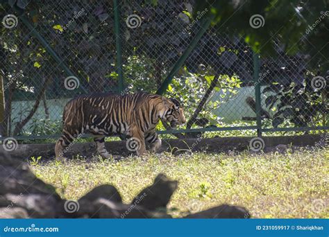 Pseudo Melanistic Or Pseudo Black Tiger In The Enclosure Stock Image | CartoonDealer.com #231059917