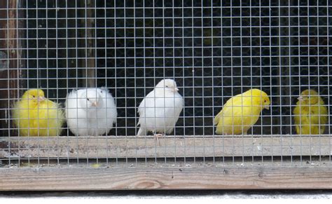 Le canari : qui est-il ? Comment élever cet oiseau à la maison