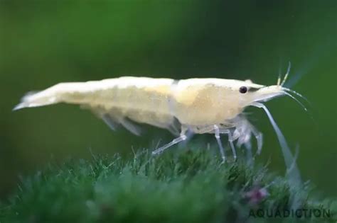 Snowball Shrimp - Neocaridina zhangjiajiensis Shrimp Profile & Care Guide