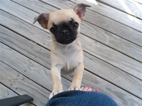 Do you like my Chug puppy? (Chihuahua X Pug) - Chihuahuas - Fanpop