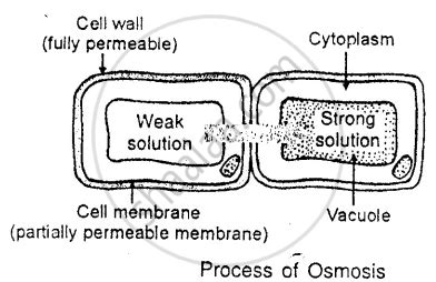 With the help of a diagram, explain osmosis in plant cells. - Biology | Shaalaa.com