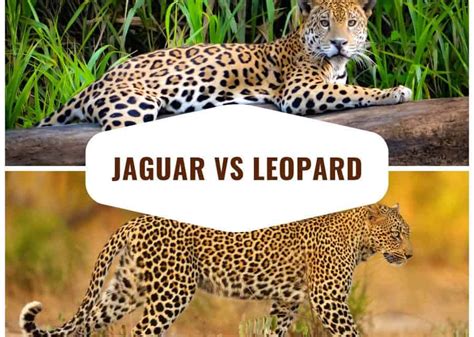 Jaguar vs Leopard – Top 12 Key Differences and Comparisons