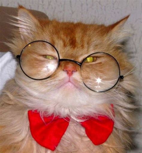 cats wearing glasses | Cute_Funny_Cats_Wearing_Glasses_(2).jpg | Cats with glasses | Pinterest ...