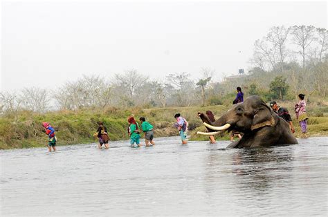 Bath with Elephant in Chitwan| Best prices