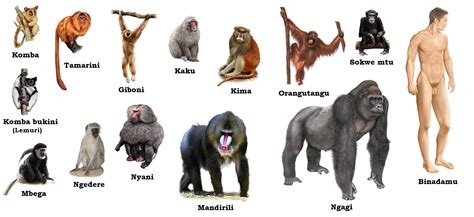 Facts About Mammals | Primates, Mammals, Africa art
