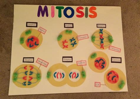 Mitosis 7th Grade Science Project | 7th grade science projects, Biology ...