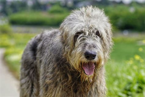 Races de chiens à poil dur