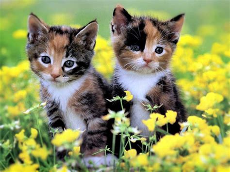 Cute Baby Kittens wallpaper | 1024x768 | #45946