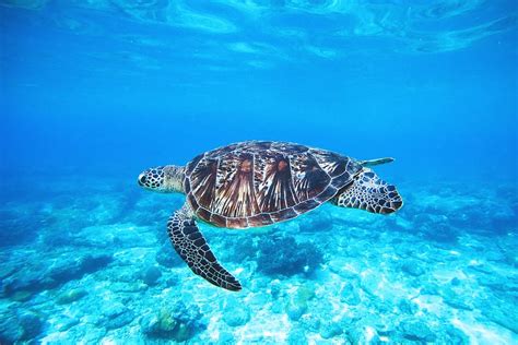 Preserving endangered Sea turtles and creating a hatchery area in Sri ...